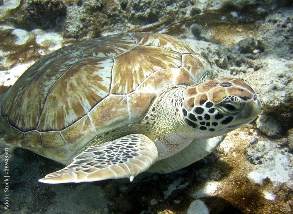 Fototapeta premium sea turtle underwater