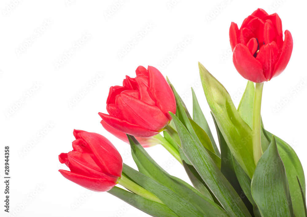 Fototapeta premium Red tulip