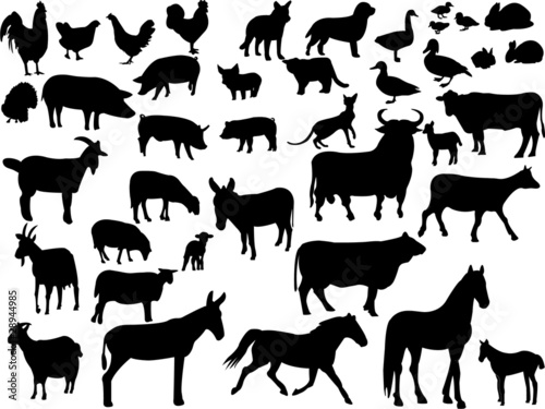 farm animals collection - vector