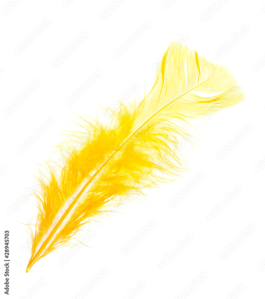 Fototapeta premium yellow feather