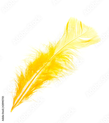 yellow feather
