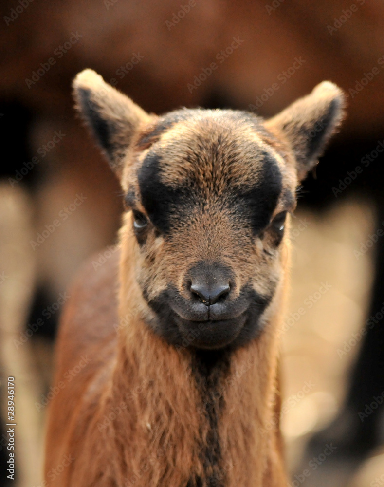 Fototapeta premium baby goat