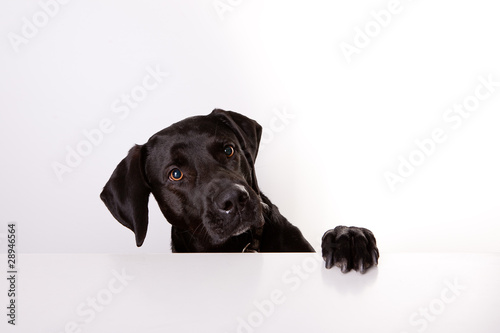 Hund am Tisch