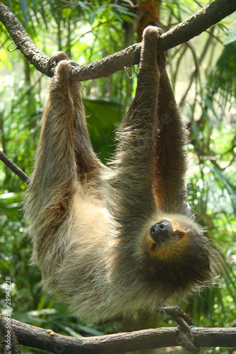 ape