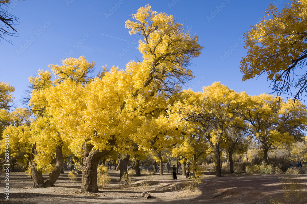Inner Mongolia, China EJINAQI of Populus euphratica Inner Mongolia, China EJINAQI of Populus euphratica