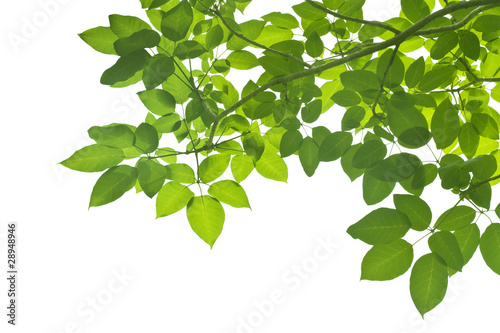 Green Leaves on white background