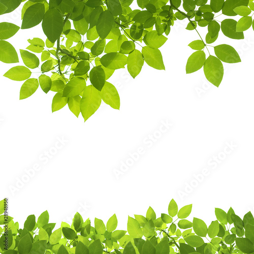 Green Leaves Border on white background