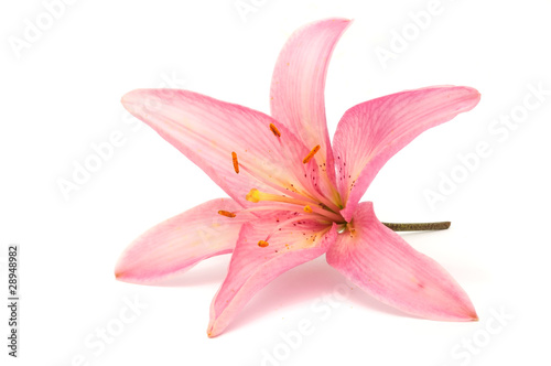 Beautiful Pink Lily Isolated on White Background