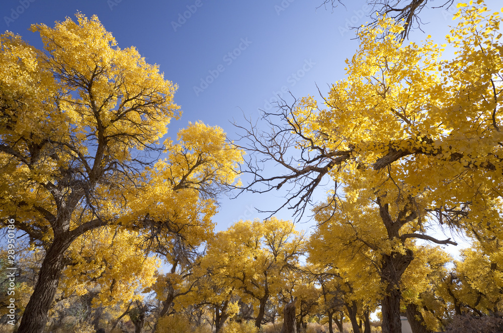 Inner Mongolia, China EJINAQI of Populus euphratica