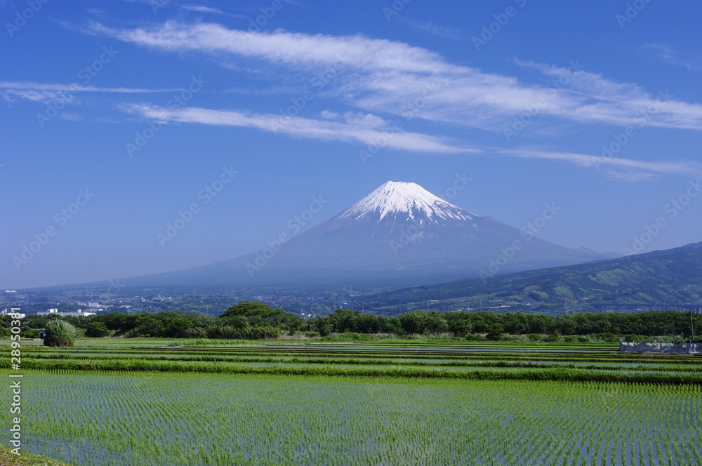 Obraz premium Mt.Fuji over paddy fields