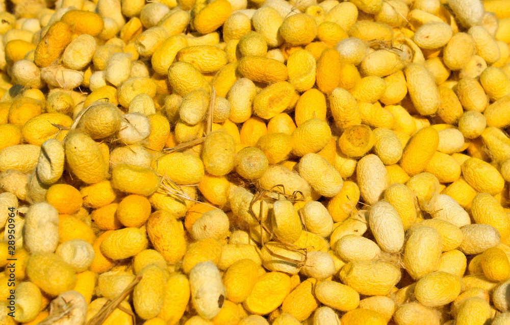 Cocoon silkworm many silk worm yellow. Cocoon silkworm many silk worm yellow.