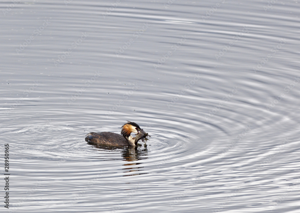 Great Crested Grebe Great Crested Grebe
