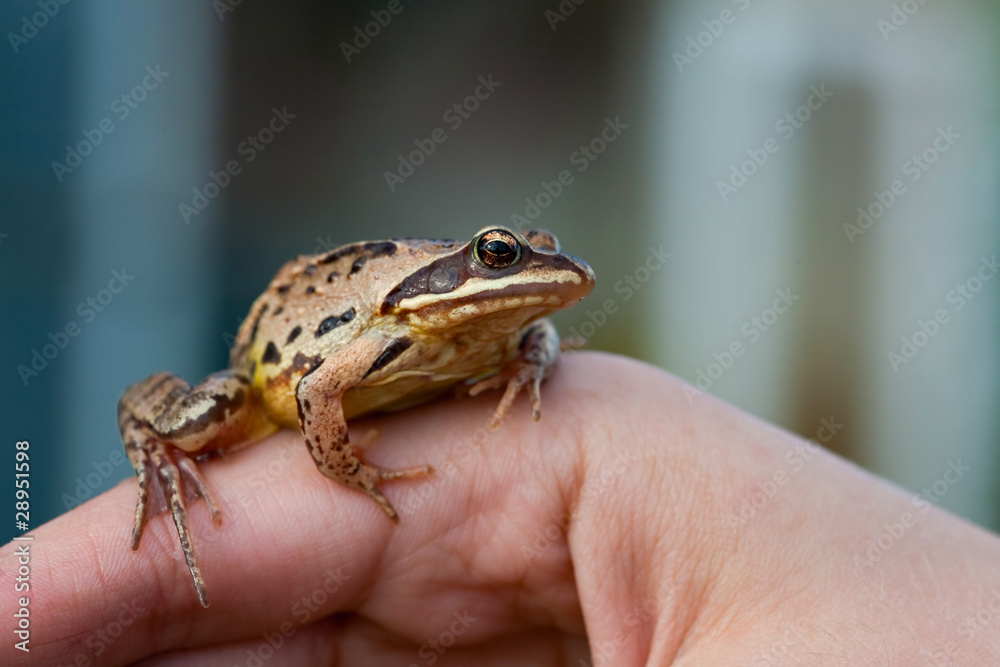 Fototapeta premium frog
