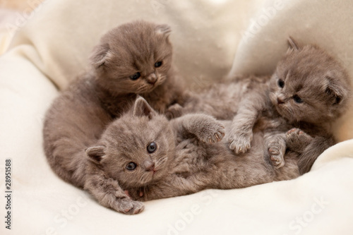 kitten