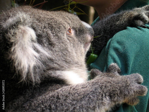 Koala en eucalipto, Australia © VEOy.com