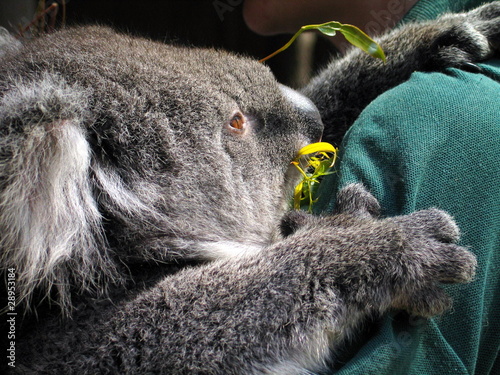 Koala comiendo eucalipto © VEOy.com