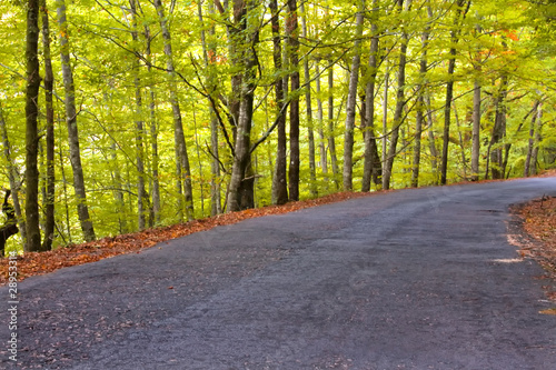 Beautiful view over a road in the woods with autumn fall colors.