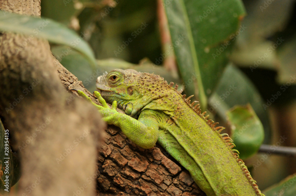 chameleon climbing