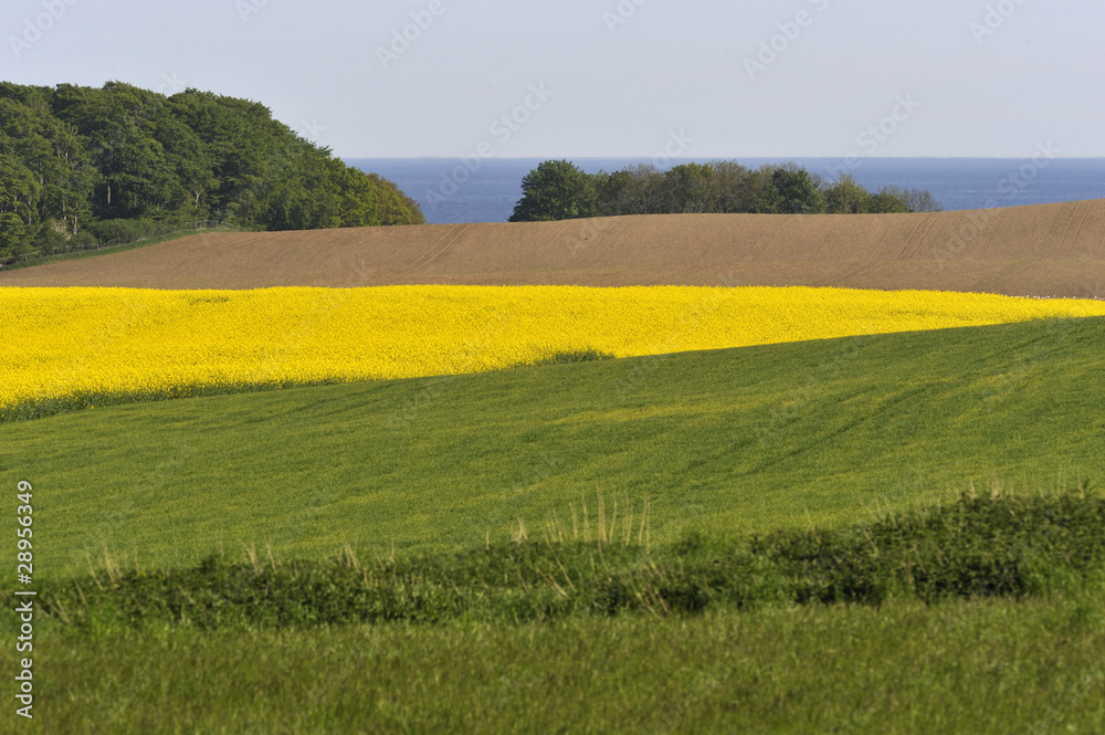 Fields and groves near Baltic Sea