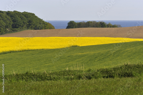 Fields and groves near Baltic Sea