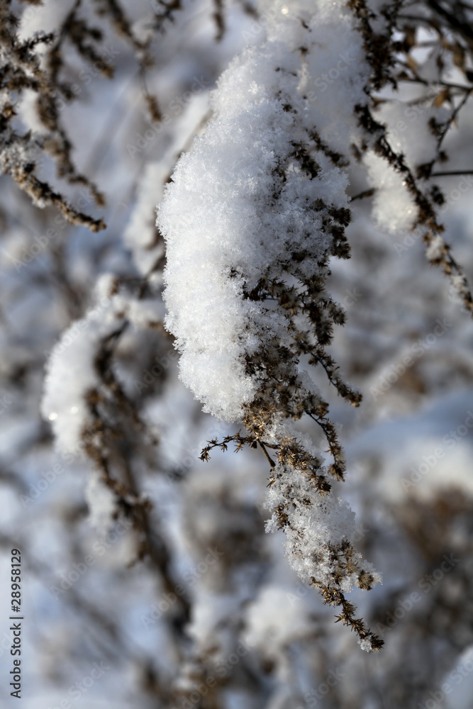 Detail of snow covered branch