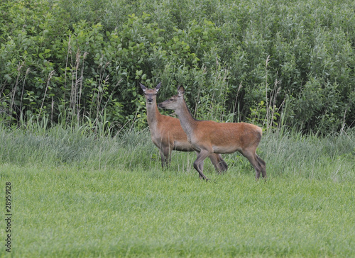 Hind of red deer with young stag