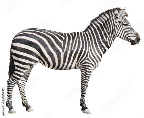Obraz na płótnie Plain Burchell's Zebra female standing side view on white