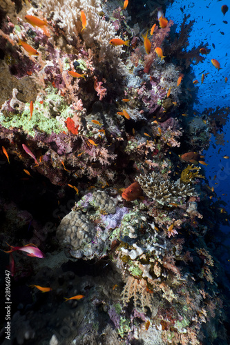 Tropical reef and marine life in the Red Sea.