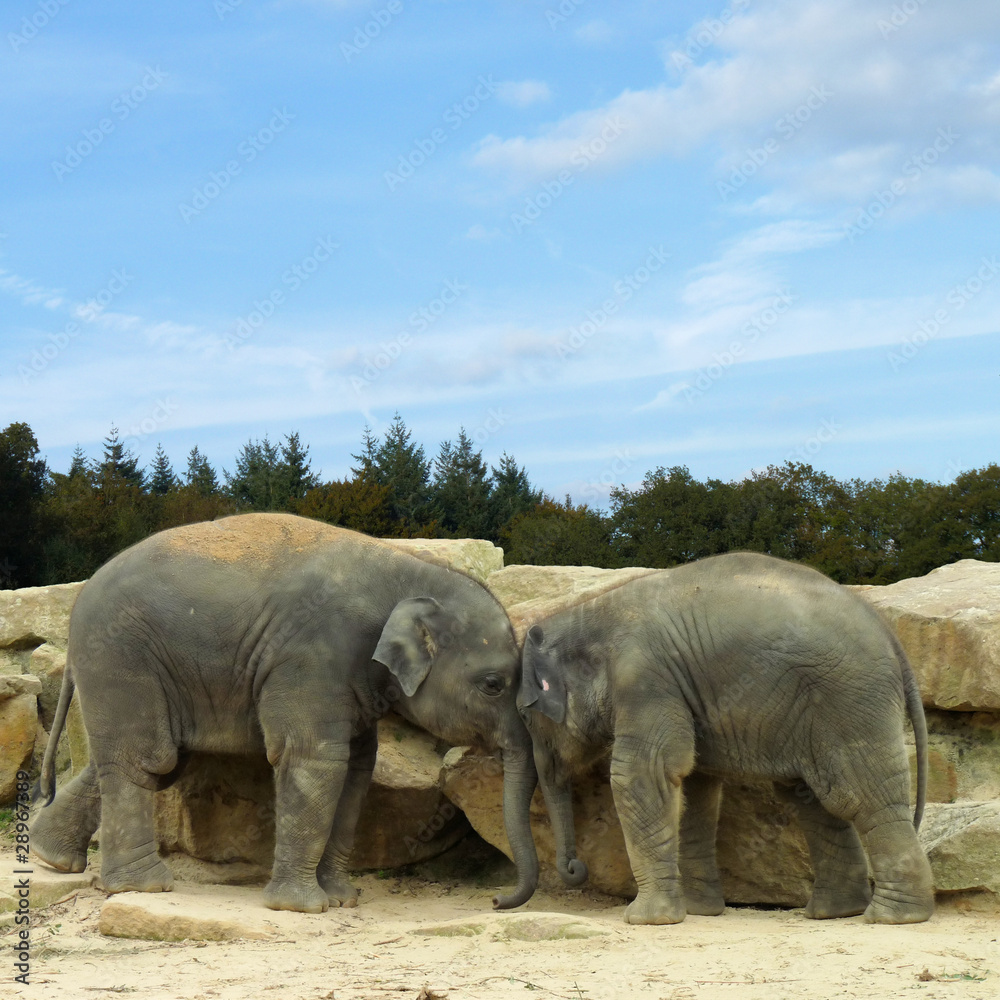 Fototapeta premium Asian Elephants greating each other (Elephas maximus)