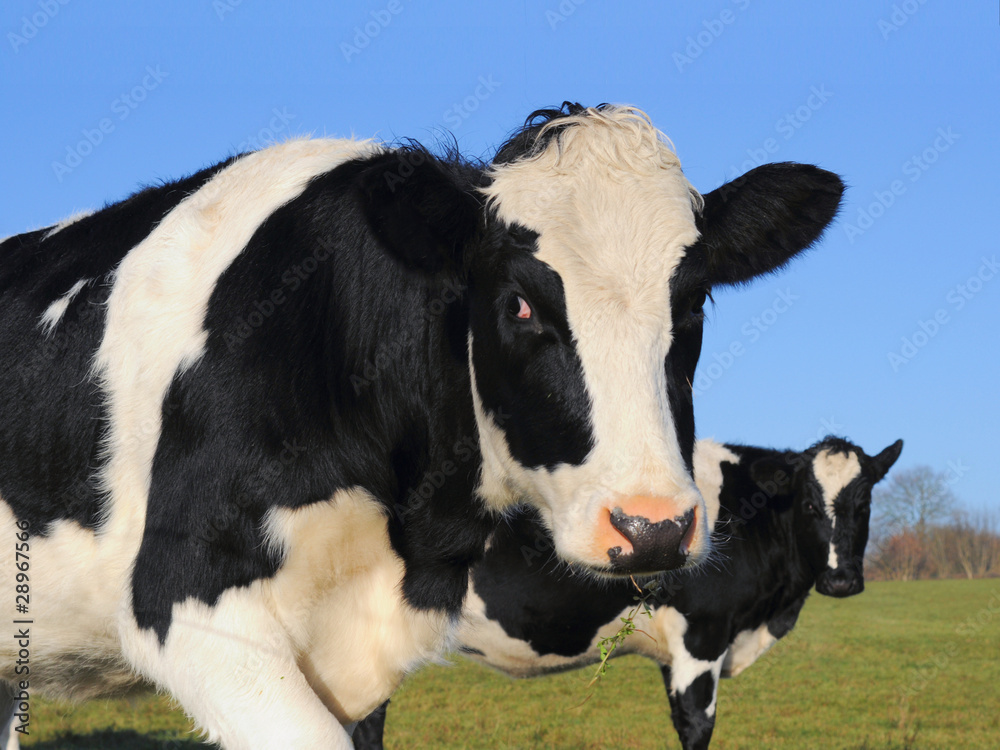 Young cows in a green field Young cows in a green field