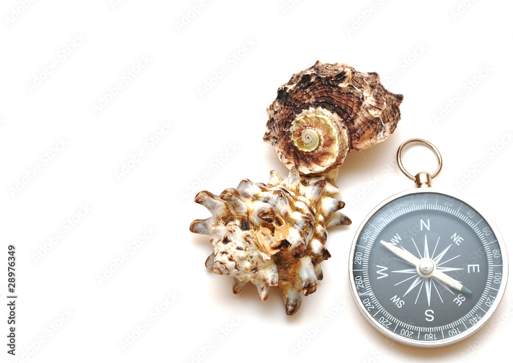 compass and seashell compass and seashell