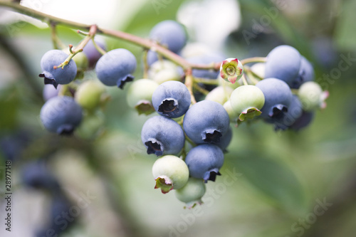 ブルーベリー畑