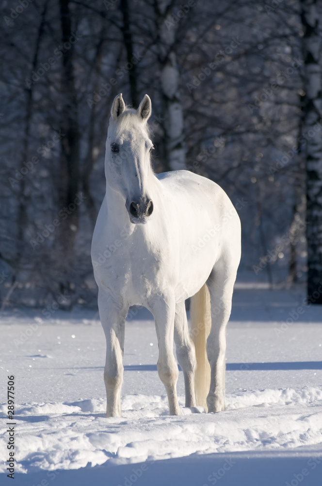 white horse stallion portrait