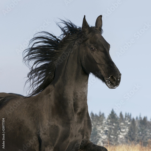 black horse runs gallop