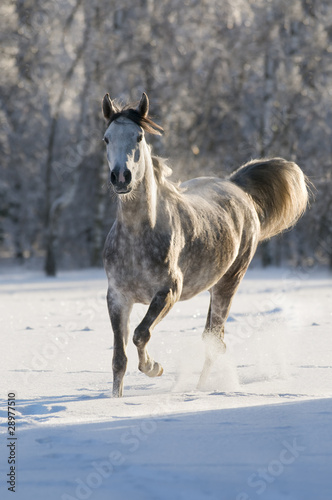 white horse runs trot