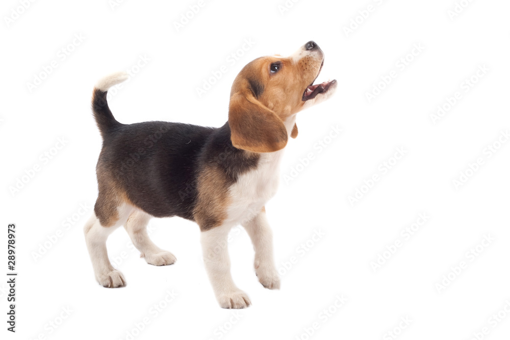 beagle puppy barking