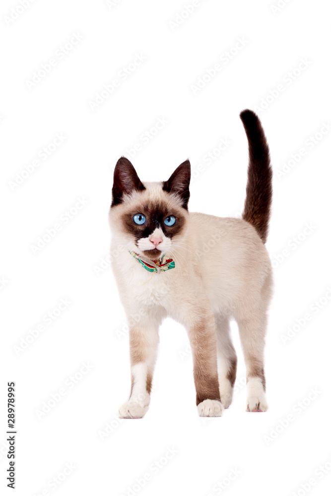 cute siamese cat standing on white
