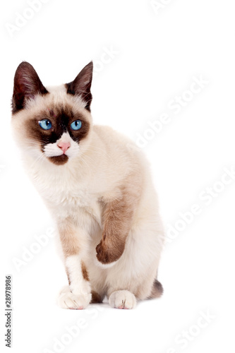 Fototapeta Naklejka Na Ścianę i Meble -  Siamese cat isolated