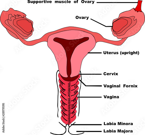 Vagina