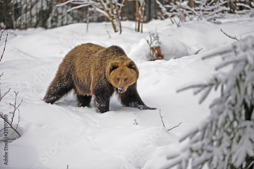 Braunbaer im Schnee photo