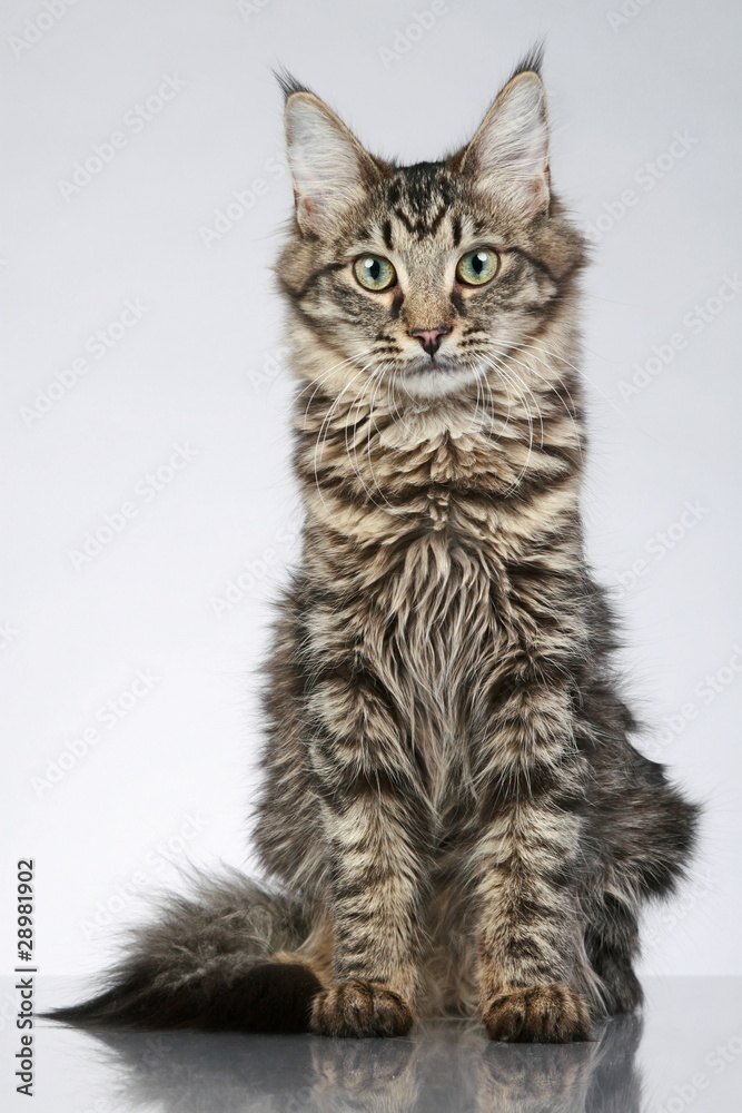 Maine Coon, sitting on a grey background. Studio shot
