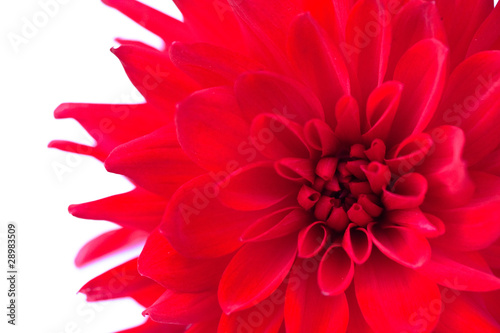 Macro view of red flower dahlia isolated