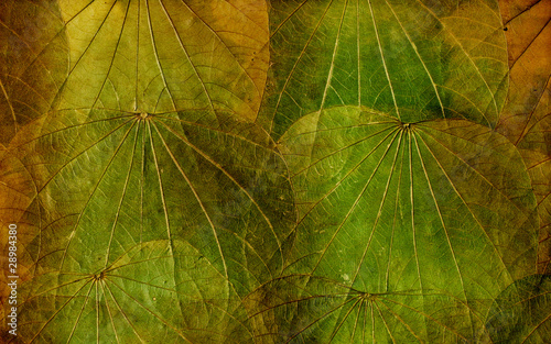 Принти на полотні Grunge background of colorful dried leaves