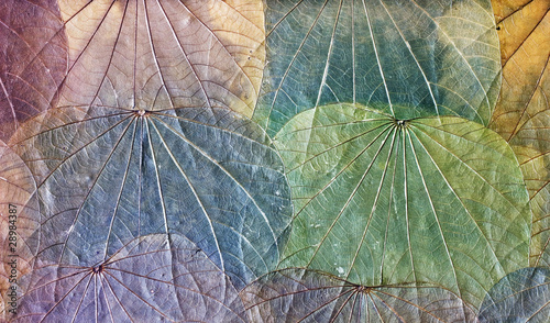 Grunge background of colorful dried leaves