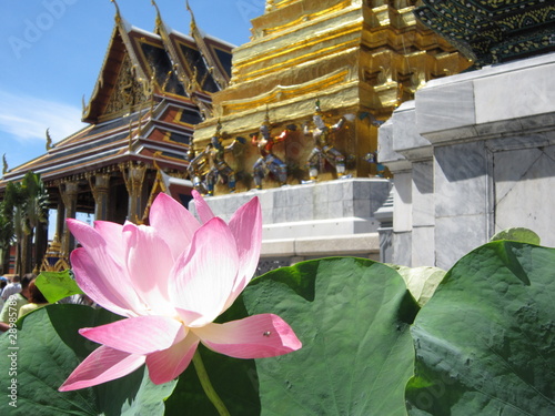 Photography Lotus Grand Palace Bangkok Thailande