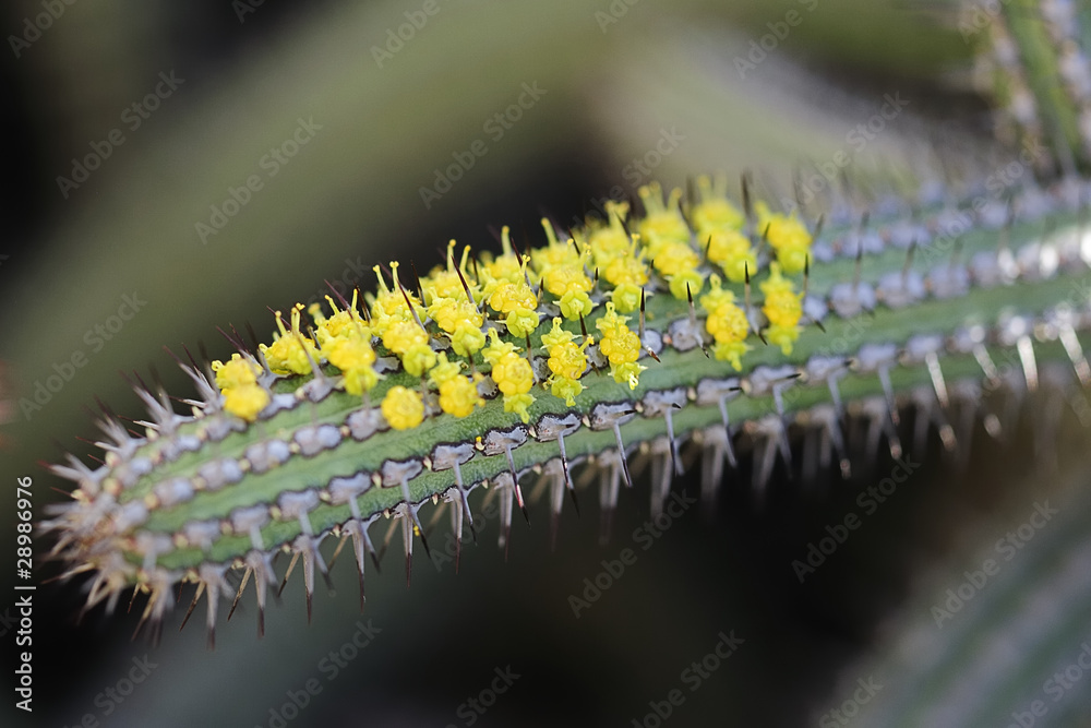 Naklejka premium spitz 12