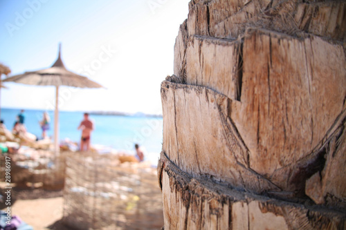 stamm einer palme am strand © bilderstoeckchen