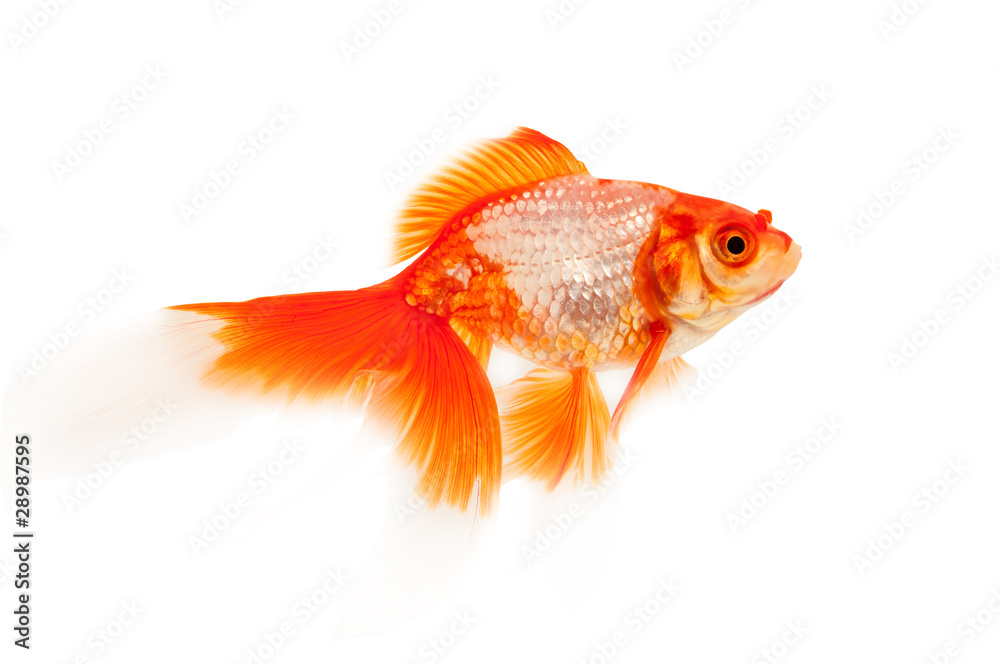 Goldfish isolated on white