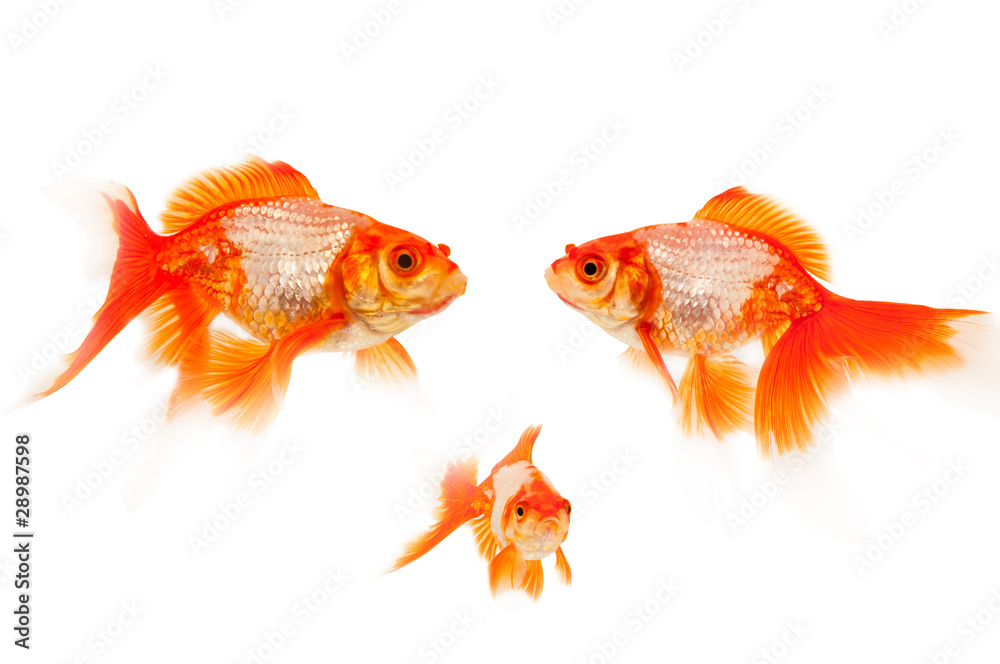Goldfish isolated on white Goldfish isolated on white