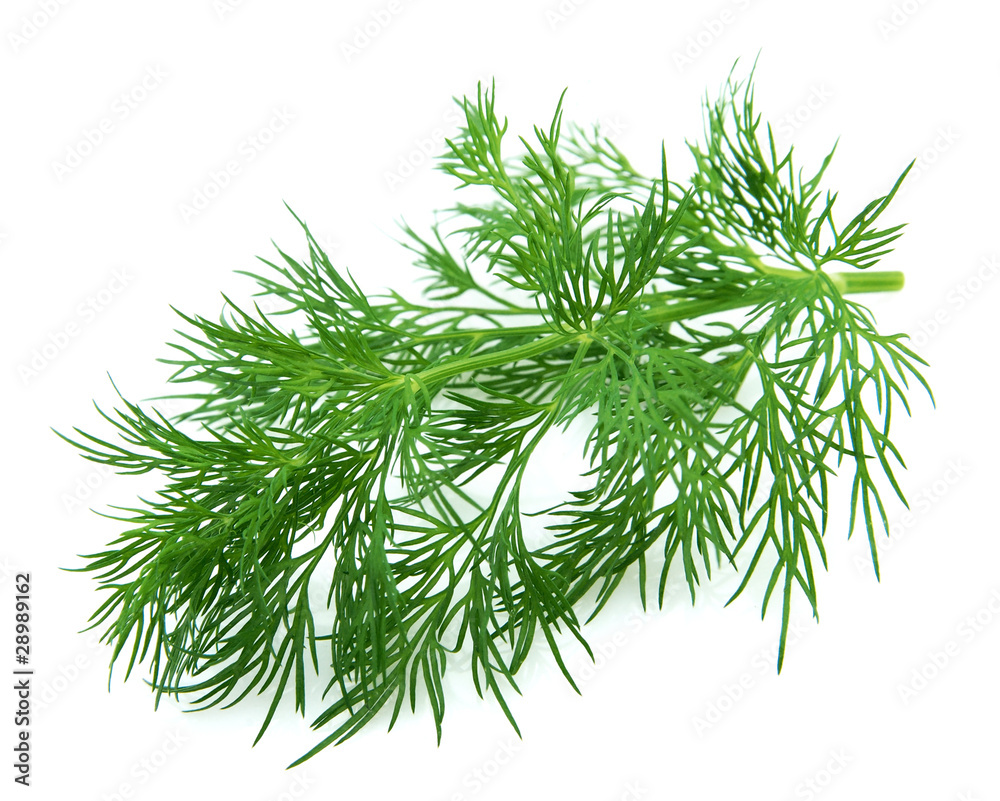 Fennel Fennel